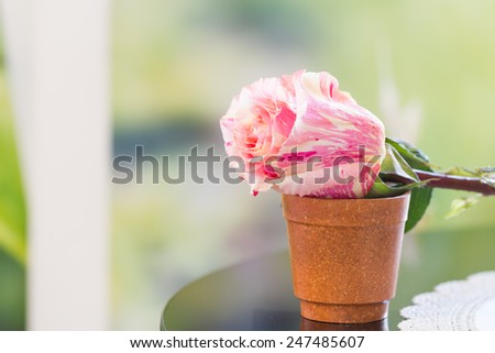 lonely pastel rose on pot