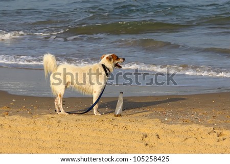 dog on the sea protects the bottle