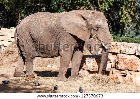 big wild elephant eating in zoo