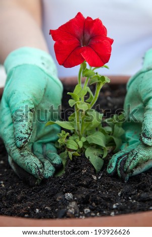Close up of gardener\'s gloved hands planting a Petunia flower in the garden clay container
