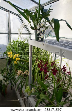 Hobbist owned backyard garden greenhouse with blooming orchids plants.