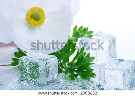 Closeup of white ranunculus flower on wet reflection surface and azure colored ice cubes melted in water for cocktail