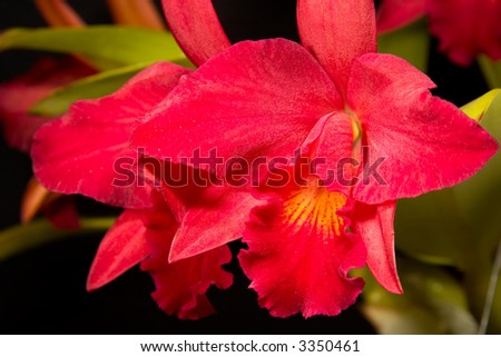 Gorgeous red orchid flowers on black background (Cattleya sp)