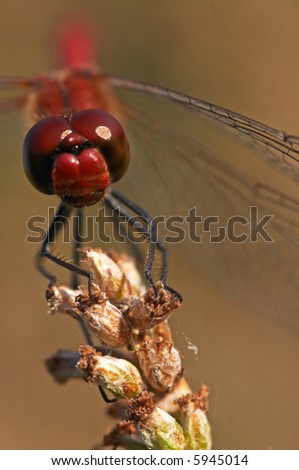 Red dragonfly head close-up focused on head background blur