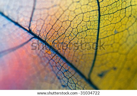 Very extreme close up of blue leaf