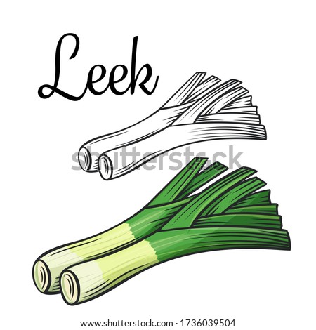 Leek vector drawing icon. Vegetable in retro style, outline illustration of farm product for design advertising products shop or market.