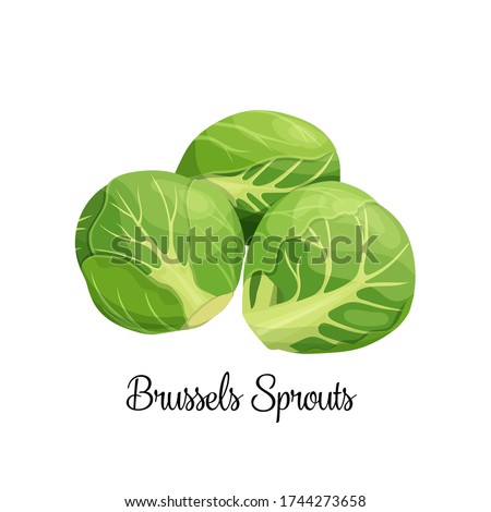 Brussels sprouts vector. Green vegetables in cartoon style. Illustration of a pile of Brussels sprouts.