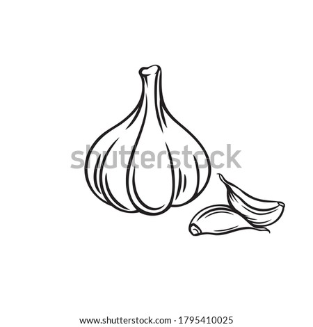 Garlic outline vector illustration. Farm market product, isolated vegetable, engraved bunch of garlic.