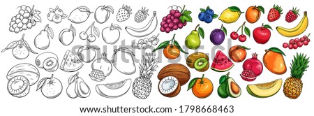 Fruit and berries drawn icons vector set. Illustration of colored and monochrome fruits for design farm product, market label vegetarian shop. 商業照片 © 