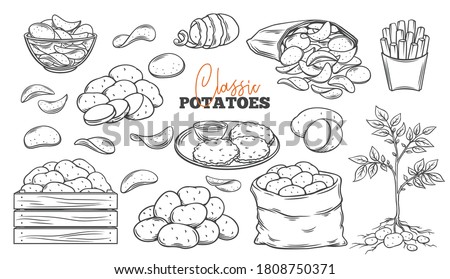 Potato products outline icons set. Engraved drawn monochrome chips, pancakes, french fries, whole root potatoes for farm market and shop design. Vector illustration of harvest vegetables.