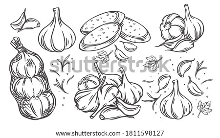 Garlic outline drawn monochrome icon set. Pile of garlic bulbs, in net bag and runchy garlic bread. Vector illustration of vegetables, farm product.