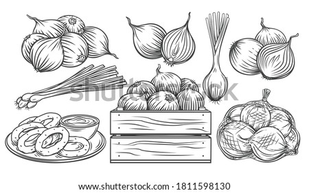 Onion outline drawn monochrome icon set. Pile of onion bulbs, packed in net bag, in wooden crate, bunch of fresh green onions and rings. Vector illustration of harvest vegetables, farm product.
