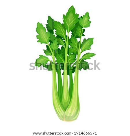 Vector celery. Vegetable illustration for farm market menu. Healthy food design