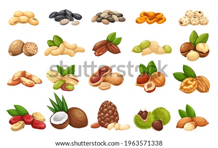 Nuts, seeds and grains icons vector set. Cola nut, peanut, sunflower seeds, pistachio, cashew, coconut and hazelnut. Macadamia, almond, corn nuts, nutmeg, chestnuts or chufa tigernuts and ets.