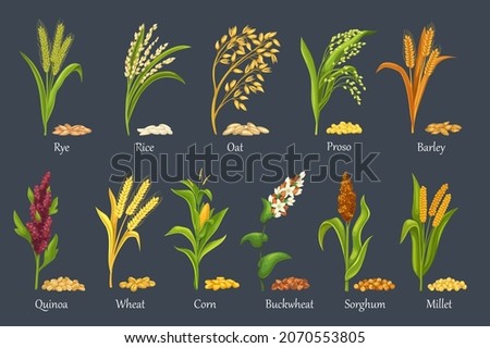 Grass cereal crops, agricultural plant vector illustration. Cereal plants of rice, wheat, corn, rye, barley, millet, buckwheat, sorghum, oat, quinoa and proso. Set heap grains seeds, farm crop harvest