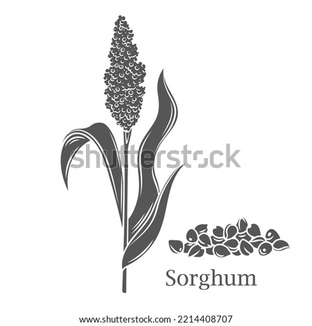 Sorghum cereal crop glyph icon vector illustration. Cut black silhouette grain plant with seeds and leaf on stalk spikelet, agriculture sorgho grass from field, sorgo organic harvest and Sorghum text Сток-фото © 