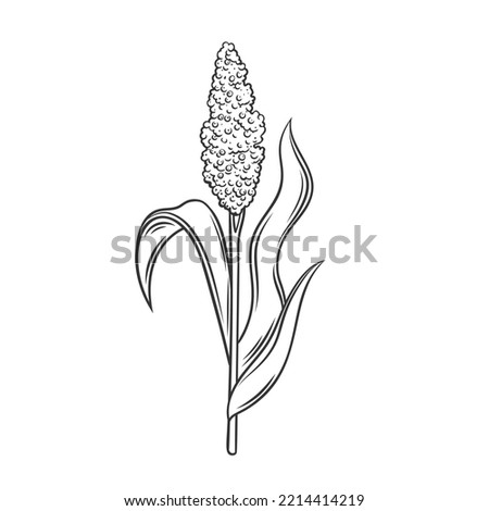 Sorghum cereal crop plant, outline icon vector illustration. Line hand drawing grain plant with seeds and leaf on stalk spikelet, agriculture sorgho grass from field, sorgo organic harvest Сток-фото © 
