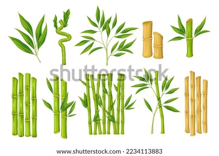Bamboo set vector illustration. Cartoon isolated plant with branches and leaves from Japanese, Chinese or Thai forest, organic leaf on green sprout and dry wooden stems for bamboo reed decoration