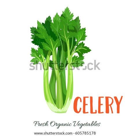 Vector celery. Vegetable illustration for farm market menu. Healthy food design