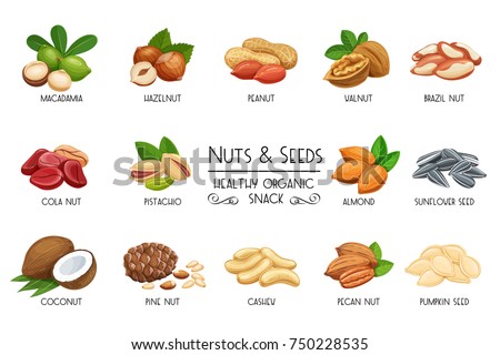 Set vector icons nuts and seeds. Cola nut, pumpkin seed, peanut and sunflower seeds. Pistachio, cashew, coconut, hazelnut and macadamia. Illustration in cartoon style.