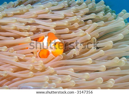 Vibrant soft corals and Clown fish darting amongst the stinging tentacles of the Sea Anemone