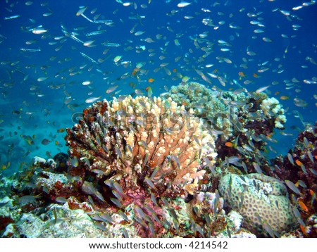 Vibrant coral reef,tropical dive site