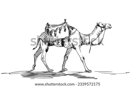 Sketch of walking camel with a saddle on a hump, Desert animal hand drawn illustration