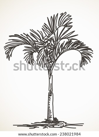 Palm Tree Sketch. Isolated. Hand Drawn Vector Illustration - 238021984