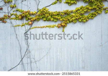 Similar – Image, Stock Photo Ivy grows in elegant lines on a grey concrete wall