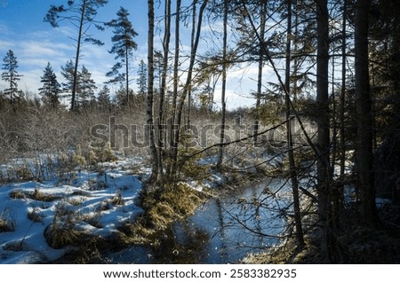 Similar – Foto Bild Nadelbäume Lichtung Waldweg im Herbst Tilt Effekt