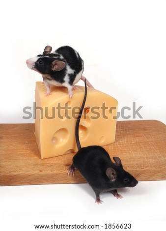two little mice and cheese