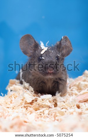 little mouse on wood shavings over blue background (long hair agouti)