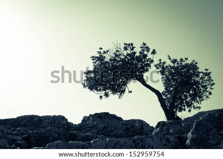Desert tree scenario / A tree split in two parts on a mountain top. Monochrome solitude concept.