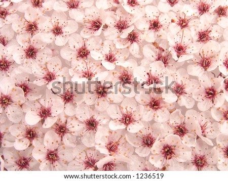 Peach Plum Flowers Pattern Abstract Background