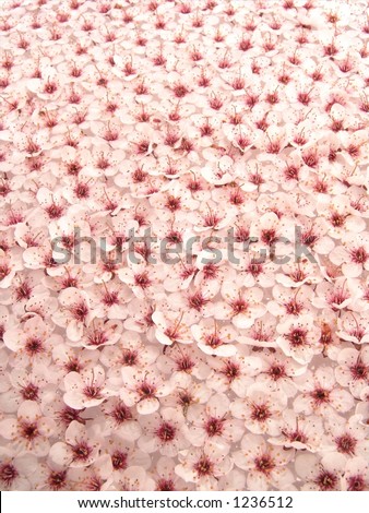 Peach Plum Flowers Pattern Abstract Background