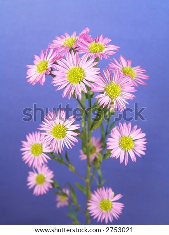 Portrait of a daisy plant with small purple flowers set against a blue background