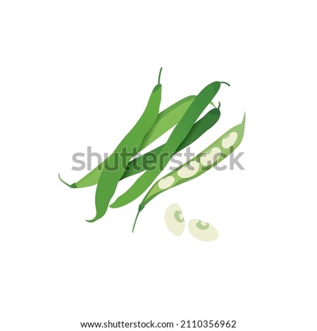 Green bean pods, opened pod with beans, healthy eating, source of protein food, flat vector style illustration Foto stock © 