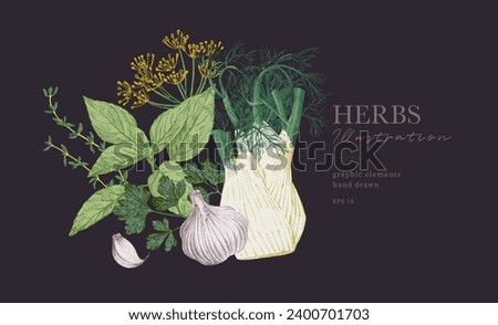 Herbs illustrations hand drawn culinary poster. Whole fennel herb with flower, garlic and basil. Food banner, graphic elements for cook book design, restaurant menu and recipe sheets