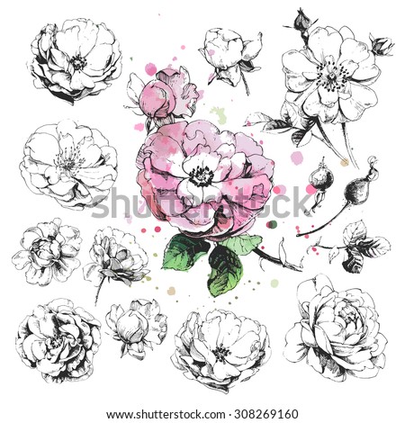 Hand drawn illustrations of wild rose flowers isolated on white background