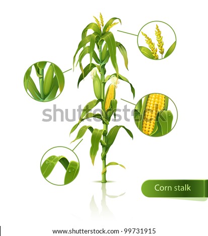 Encyclopedic vector illustration of corn stalk.