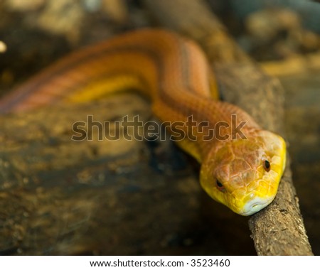 Poisonous snake with diamond shaped head and bright yellow and orange markings coming right towards the viewer. Shallow DOF focus on front of head with body disappearing into the distance.