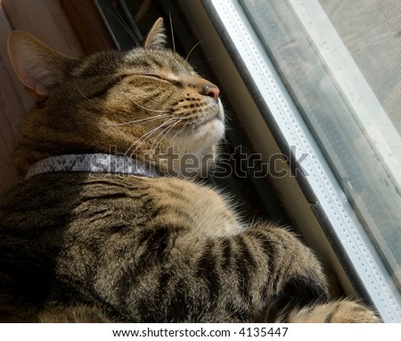 Cute image of a cat\'s life, easy, resting in the glow of sunlight through a sliding door window.