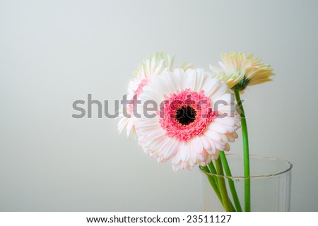 White and pink gerber daisies in a glass vase. Interior design detail.