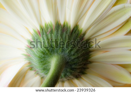 Beautiful white gerbera daisy. View from behind including green stem and base.