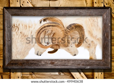 Image of two rams (Ovis Dalli) locking horns in a wooden frame against a barn or cabin wall background. Cottage or nature lover\'s interior decor element.