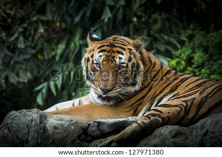 Portrait of  Royal Bengal tiger
