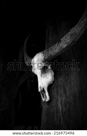 Buffalo skull on black background.