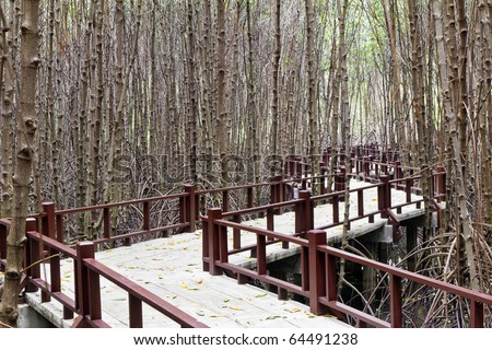 the footpath in the mangrove forest where has mangrove tree surrounds ,