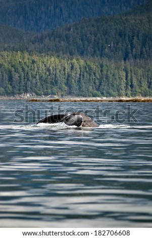 Whale watching adventure from Juneau Alaska , Marine life , Humpback whale tail  / Humpback Whale Tail