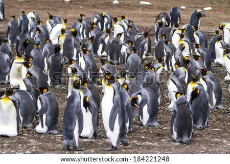 King Penguin - Aptenodytes patagonicus - Colony of king penguins in Bluff Cove, Falkland Islands / Colony of King Penguins